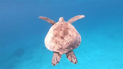 巴里 島 海龜 島